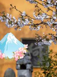 Spring's Embrace at Jiming Temple 💐 