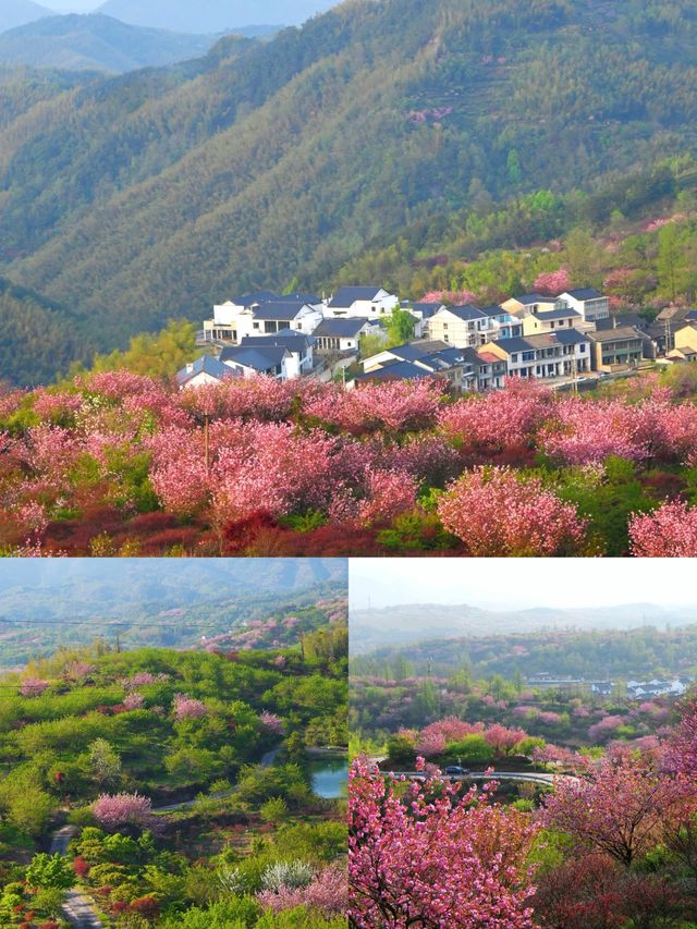 一起去龍池爬山看高山杜鵑