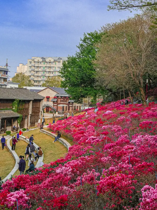 Nanjing | You always have to take a trip to Laomendong to see the azalea sea