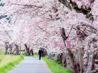 Ruins and Sakura Bloom