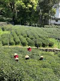 杭州｜五一來梅家坞，體驗茶村慢生活～