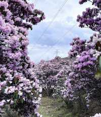 涼山的索瑪花【高山杜鵑】開了！