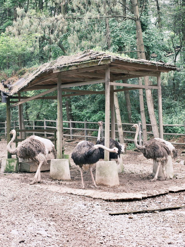 貴陽周邊！！感受了一天飼養員的快樂！！！