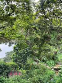 魔幻森林之地|廣州鄧山村古欖園