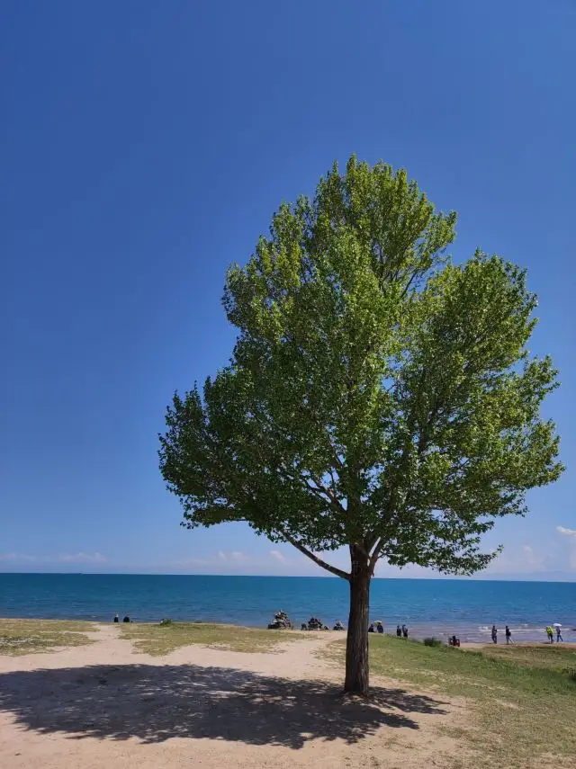 Qinghai Lake - A Pearl on the Plateau.