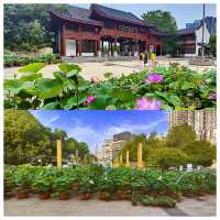 位於市中心城區（二環線內）的“世外桃源”——沙湖公園，賞荷賞景的天花板