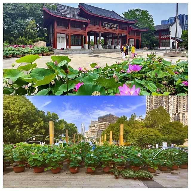 位於市中心城區（二環線內）的“世外桃源”——沙湖公園，賞荷賞景的天花板