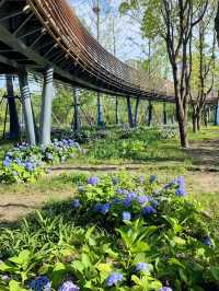 徐匯這個公園不宣傳繡球花海糊塗啊