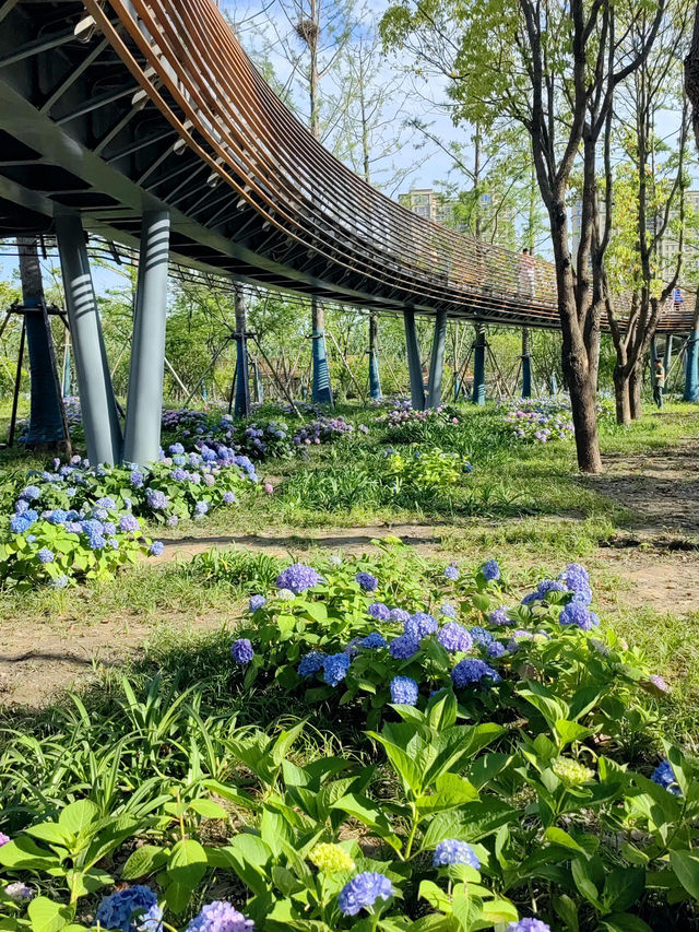 徐匯這個公園不宣傳繡球花海糊塗啊