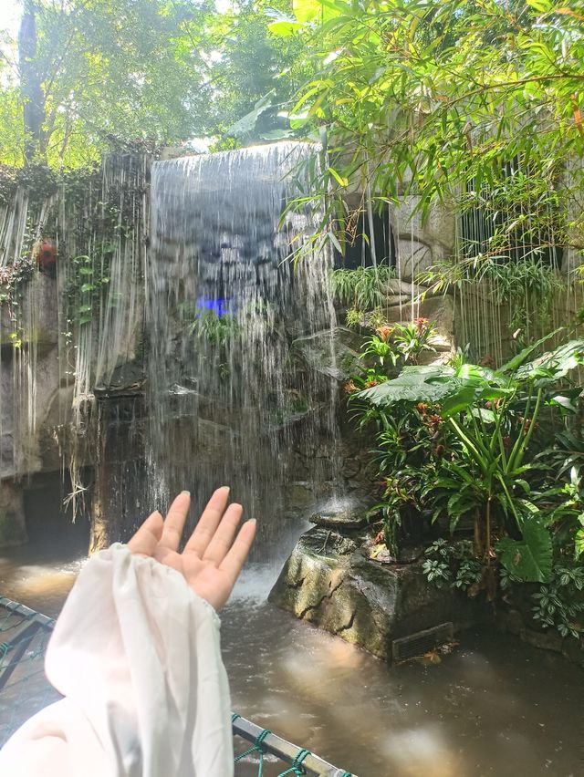 深圳探秘 | 有丁达尔效应的热带雨林