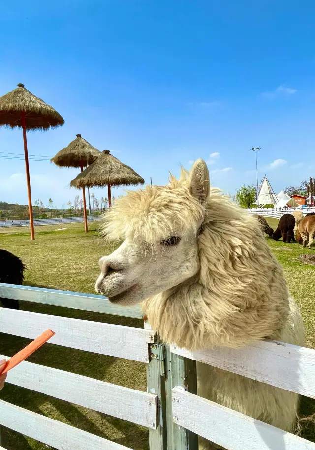 Lanzhou Lanmandao | A little Thailand on Xinglong Mountain.