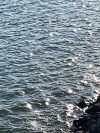 深圳夏日浪漫🎡摩天輪吹海風、看日落