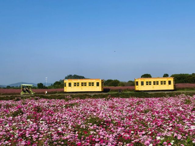 徑山花海：四季花開，浪漫之旅。