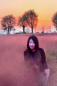 趕上夕陽的尾巴，欣賞粉黛花海。