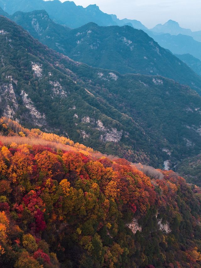 西安周邊我找到了賞秋紅葉天花板。