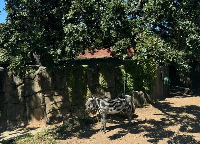 走進動物世界狂歡｜林肯公園動物園。