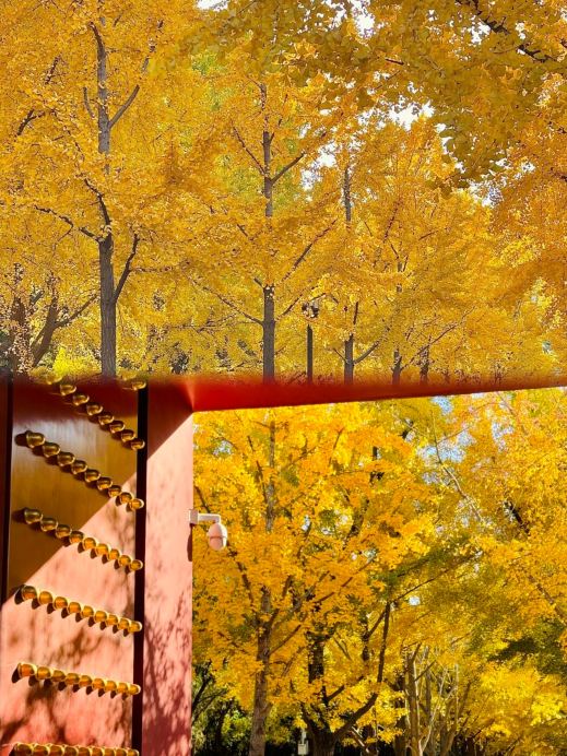 2026年 地壇公園の銀杏並木秋の風景おすすめ| Trip Moments