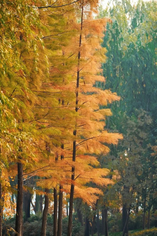 北龍湖濕地公園的水杉，開始紅了。