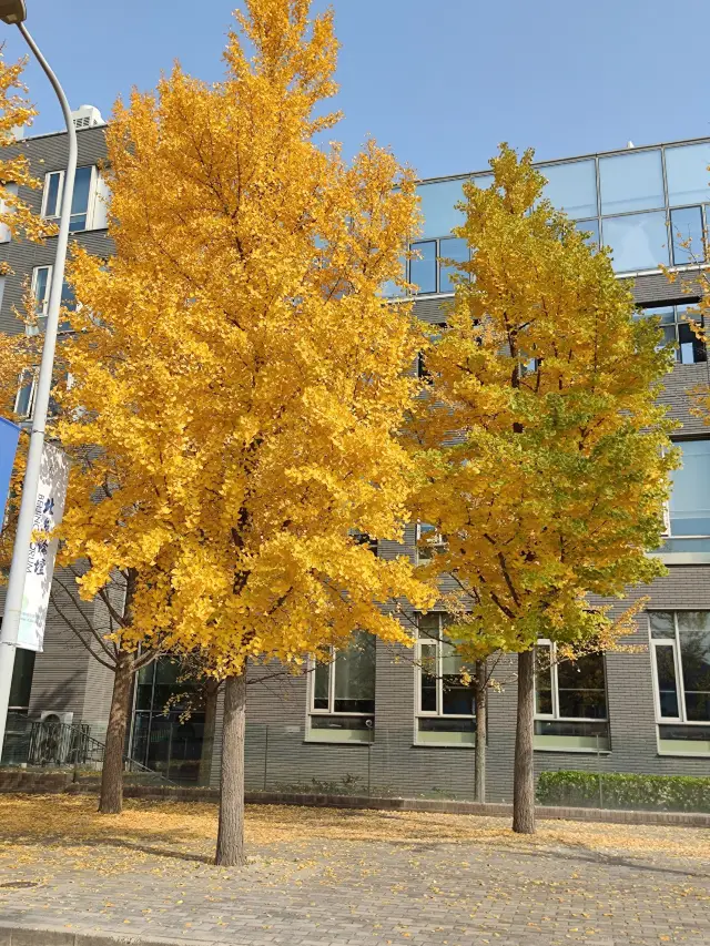 北京5日遊 看這篇就夠懶人快收藏。