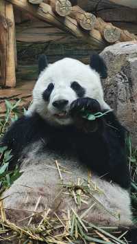 鞍山動物園｜萌動鋼城，動物奇幻樂園大冒險！。