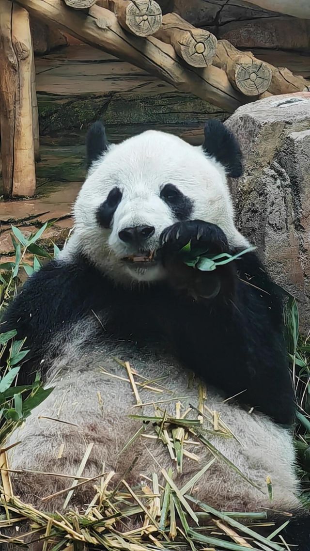 鞍山動物園｜萌動鋼城，動物奇幻樂園大冒險！。