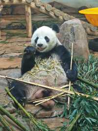 鞍山動物園｜萌動鋼城，動物奇幻樂園大冒險！。