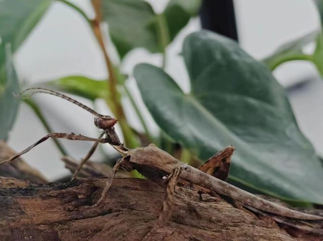 周末帶小朋友外出，去了佛山活體昆蟲博物館。