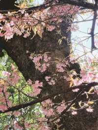 大理無量山滿是粉色花海。