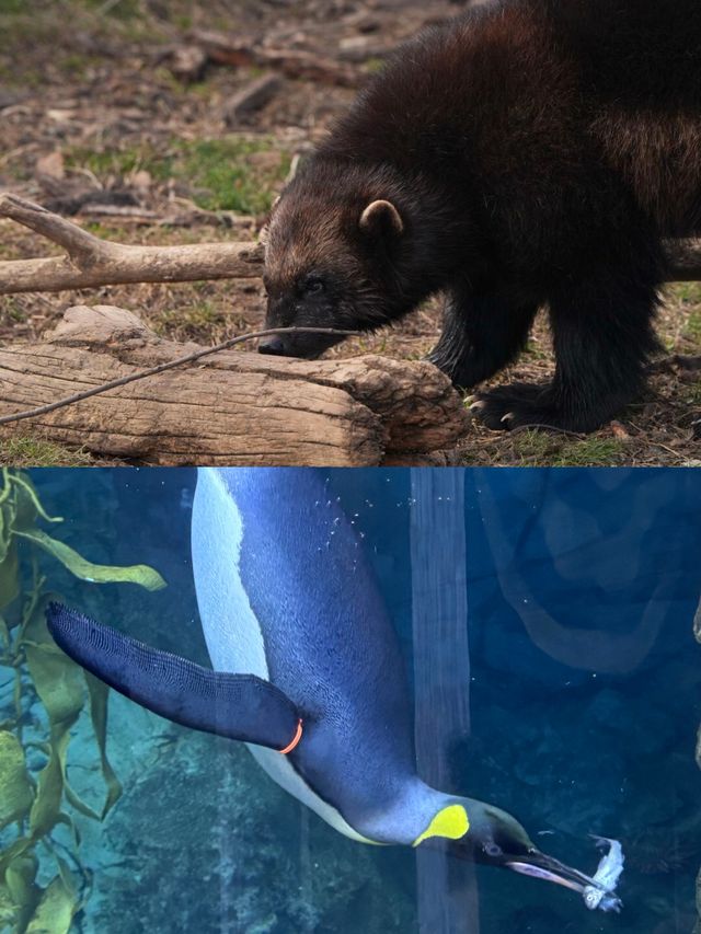 底特律動物園遊玩全攻略。