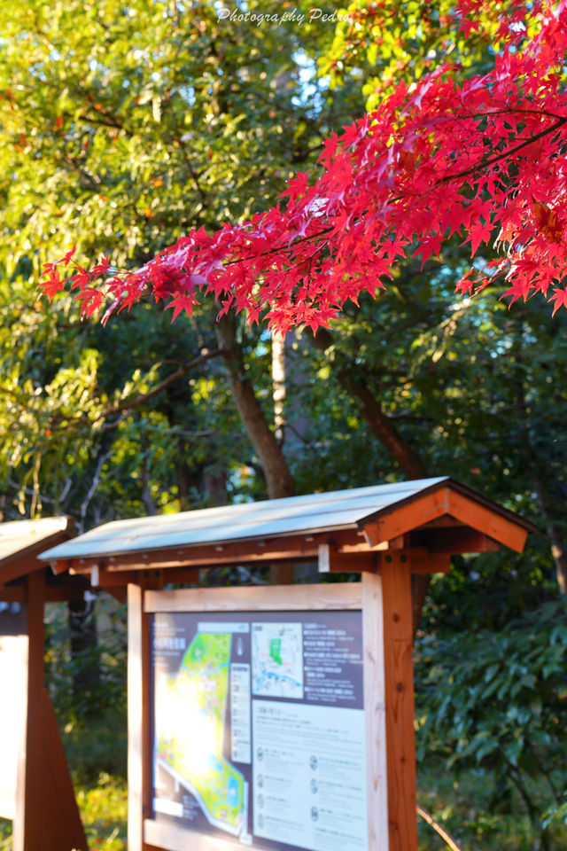 東京賞秋｜最後4天，這個精美的日式庭院不僅有紅葉