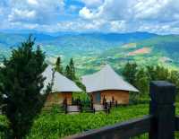 普洱倚象山營地:自然奢華的茶園之旅