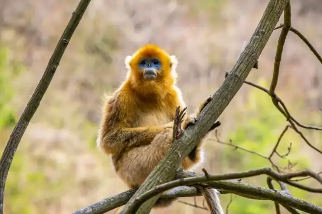 Qinling First-Class Protected Animals (2)