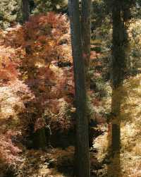 石山寺｜何必去京都看紅葉擠破頭