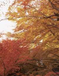 石山寺｜何必去京都看紅葉擠破頭