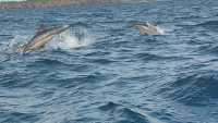 Sri Lanka Whale Watching Guide: Experience the Majestic Whales