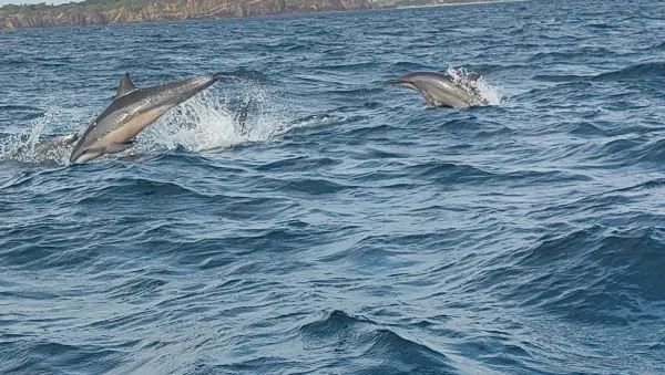 Sri Lanka Whale Watching Guide: Experience the Majestic Whales