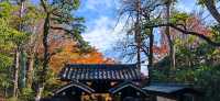 【最美紅葉季】兜兜轉轉嵯峨野，看罷山林看古寺…