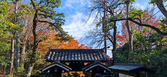【最美紅葉季】兜兜轉轉嵯峨野，看罷山林看古寺…