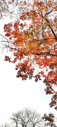 解鎖斜溪村紅樹林，感受自然的原始魅力
