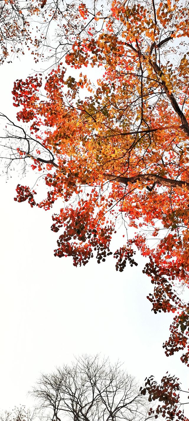 解鎖斜溪村紅樹林，感受自然的原始魅力