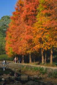 1.3拍｜深圳馬峦山公園落羽杉已到最佳觀賞期