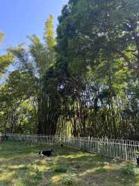 廣西河池情人灣|風景如畫