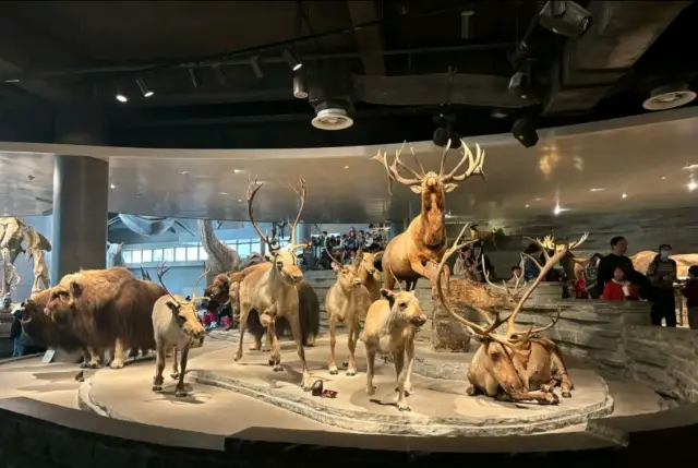 Taking kids to the Shanghai Natural History Museum is like opening the door to a new world!