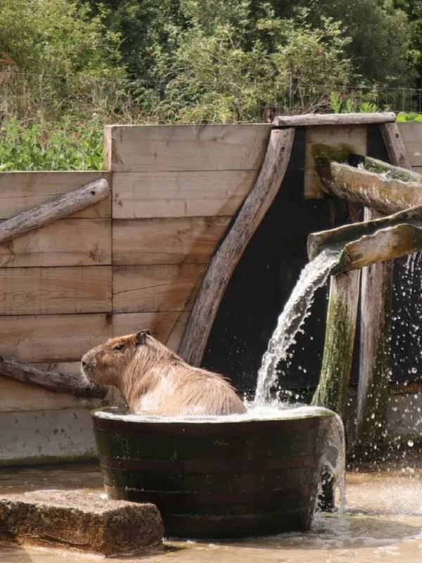 Weekend in London: Meet the Capybaras
