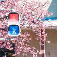再過一個月🌸東京這5️⃣個地方將櫻花滿開！！