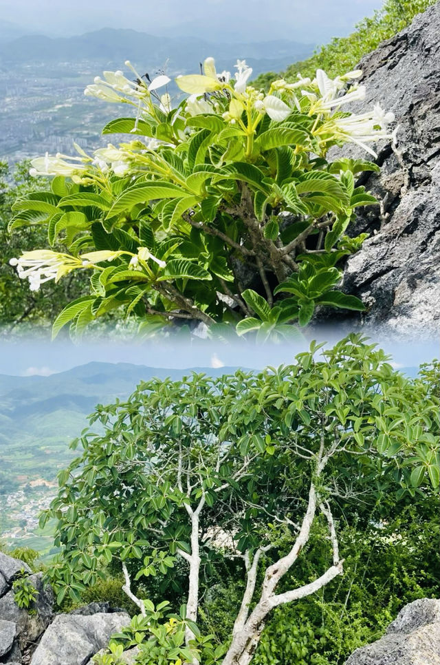 炸咗！寧洱雲海，令全世界為之瘋狂！