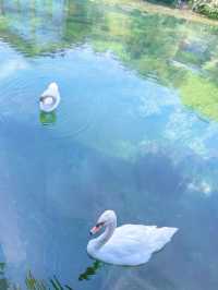 【杭州森泊】江浙滬遛娃一站式酒店天花板