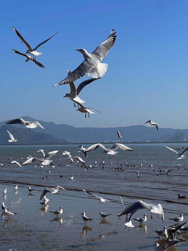 🌊 深圳灣公園的浪漫邂逅 - 海鷗 🌊