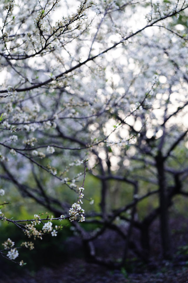 廣州兒童公園的花也太美啦