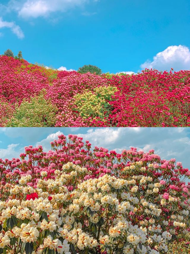 確定不來瞧一瞧杜鵑花的美嗎？